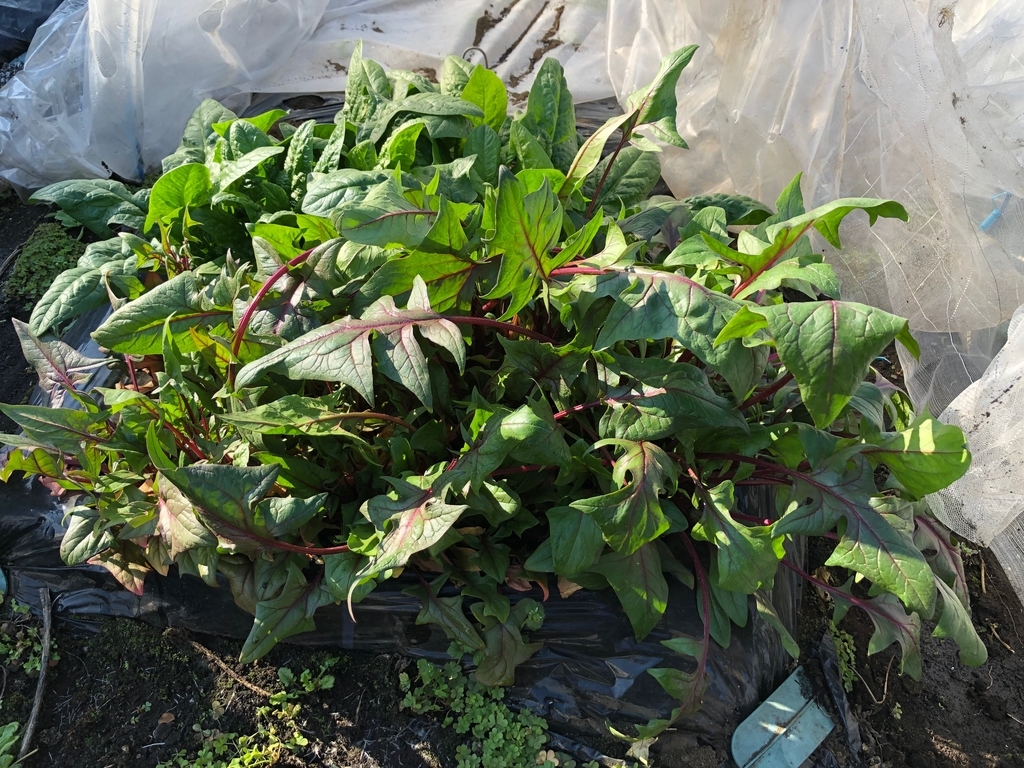 f:id:FortHigh:20190309100657j:plain