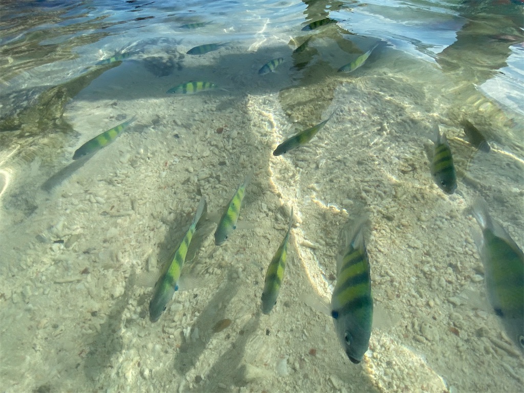 f:id:Fredsan-OK:20201230162954j:image f:id:Fredsan-OK:20201230162954j:image