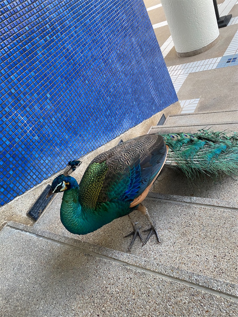 f:id:Fredsan-OK:20201231212241j:image f:id:Fredsan-OK:20201231212241j:image