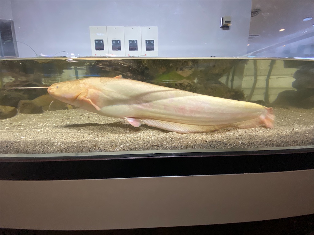 f:id:Fredsan-OK:20211008205419j:image f:id:Fredsan-OK:20211008205419j:image