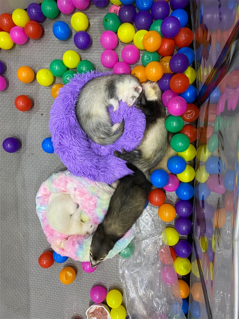 f:id:Fredsan-OK:20211129201454j:image f:id:Fredsan-OK:20211129201454j:image