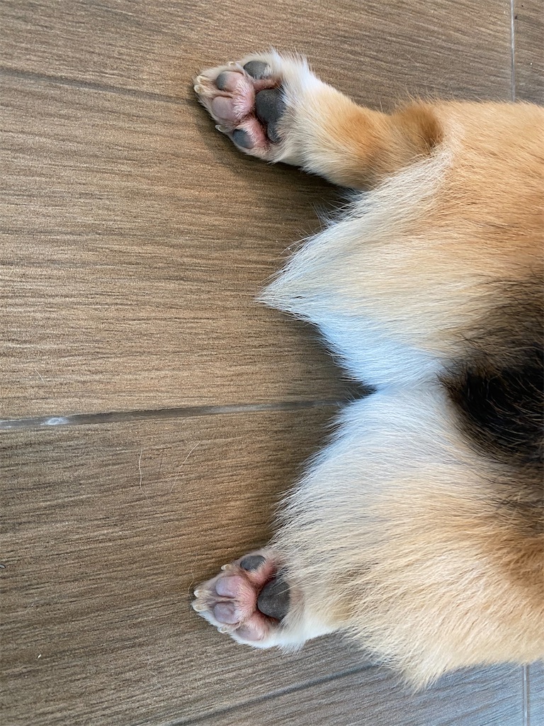 f:id:Fredsan-OK:20211207192950j:image