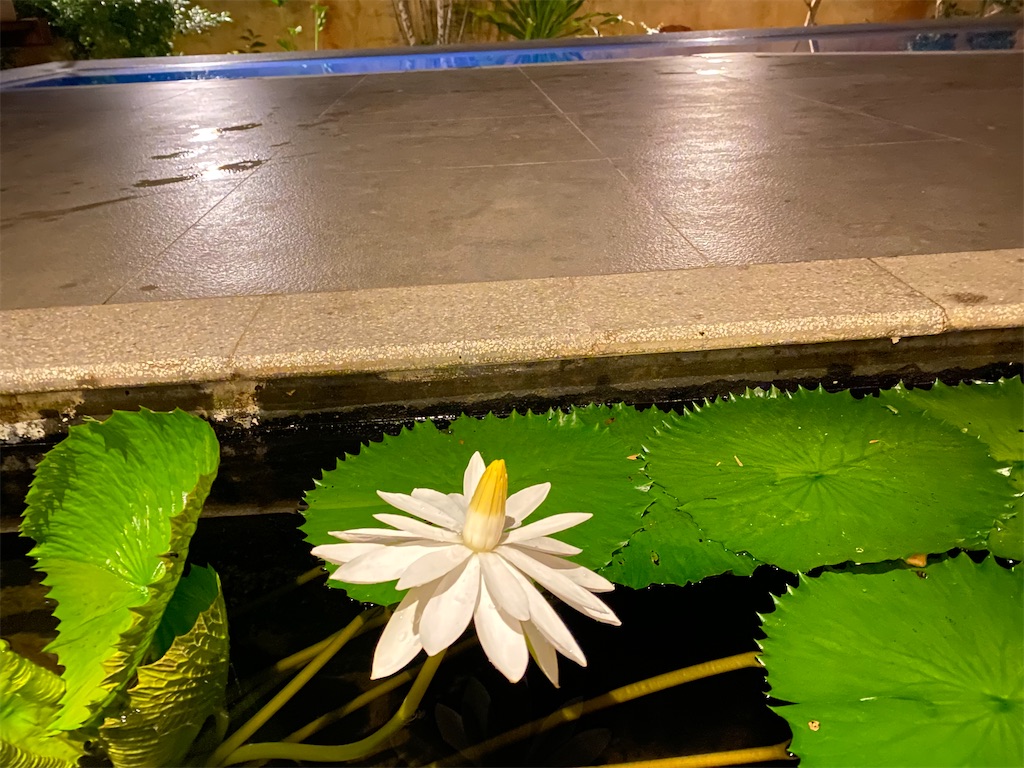 f:id:Fredsan-OK:20220131001409j:image f:id:Fredsan-OK:20220131001409j:image