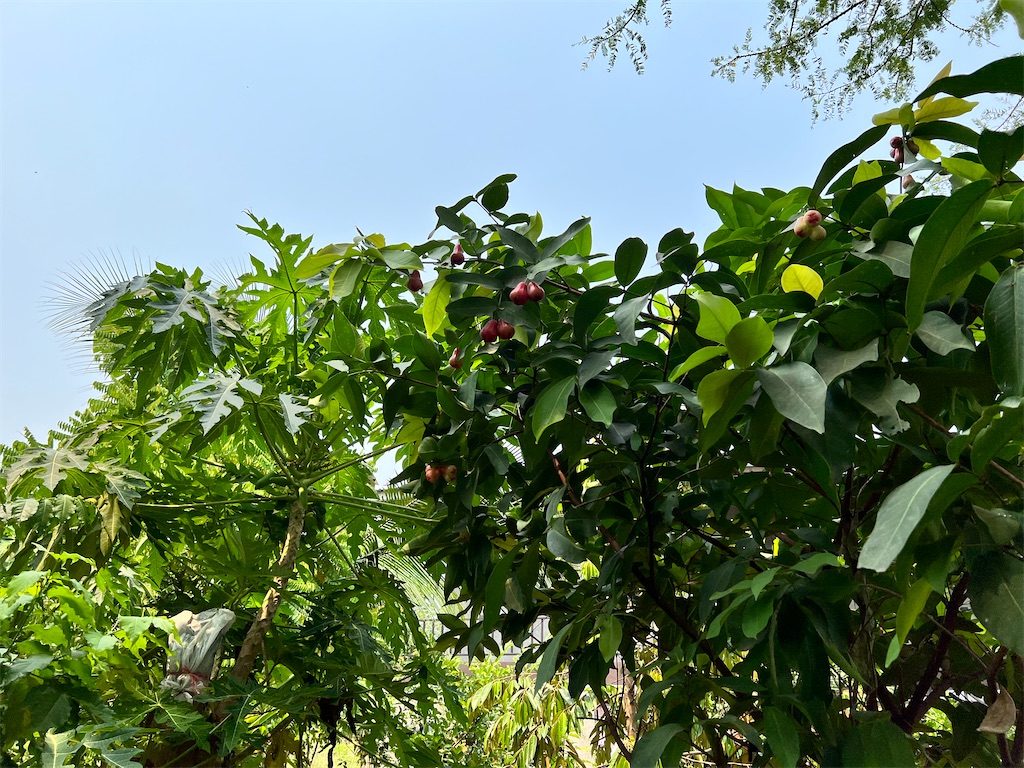 f:id:Fredsan-OK:20220410233545j:image