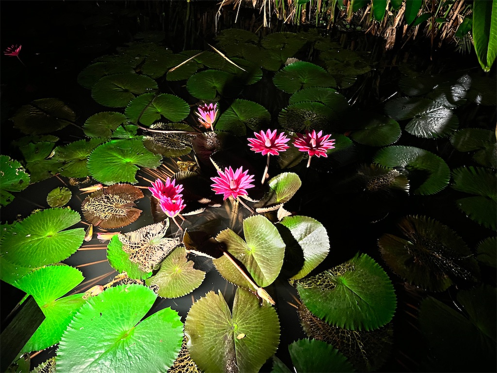 f:id:Fredsan-OK:20220516182258j:image