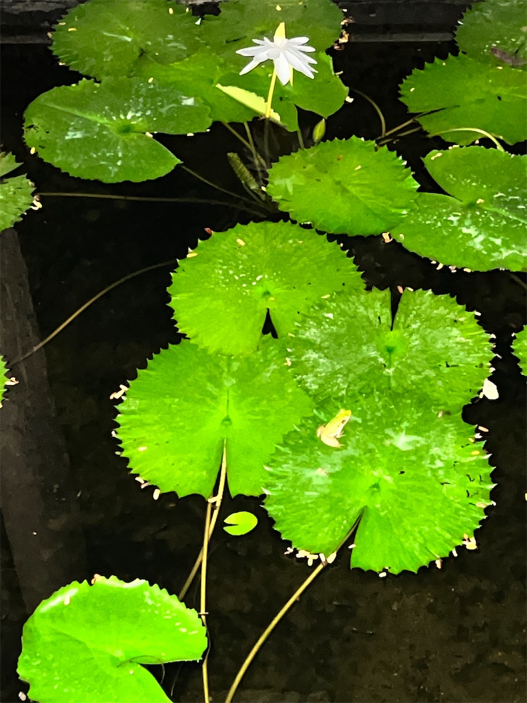 f:id:Fredsan-OK:20231031080055j:image f:id:Fredsan-OK:20231031080055j:image