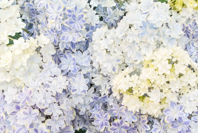 f:id:FreeCatWork:20170109024229j:plain