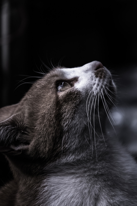 f:id:FreeCatWork:20170109024728j:plain