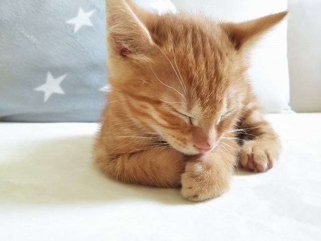 f:id:FreeNiko:20190626204347j:plain