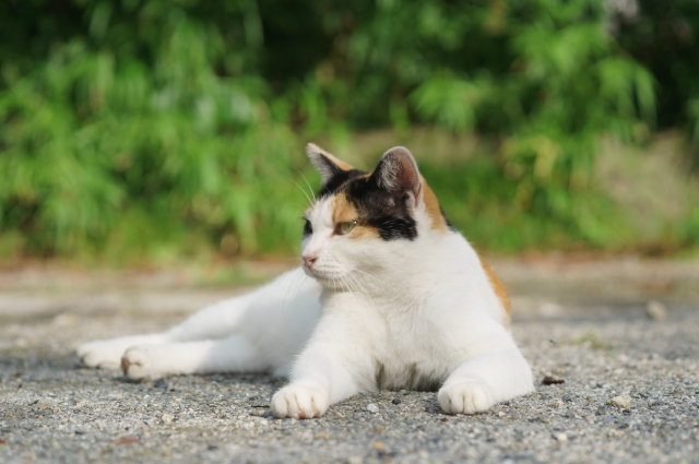 f:id:FreeNiko:20190918204522j:plain f:id:FreeNiko:20190918204522j:plain