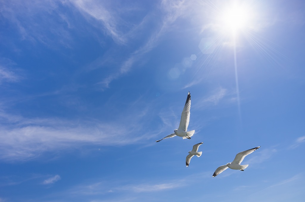 f:id:Free_Life_risa:20201207161551j:plain