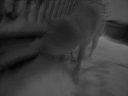 f:id:FrisbeeDolphinM:20110116184504j:image