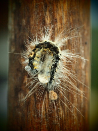 f:id:FrisbeeDolphinM:20111006071536j:image