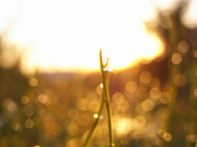 f:id:FrisbeeDolphinM:20121015065804j:image