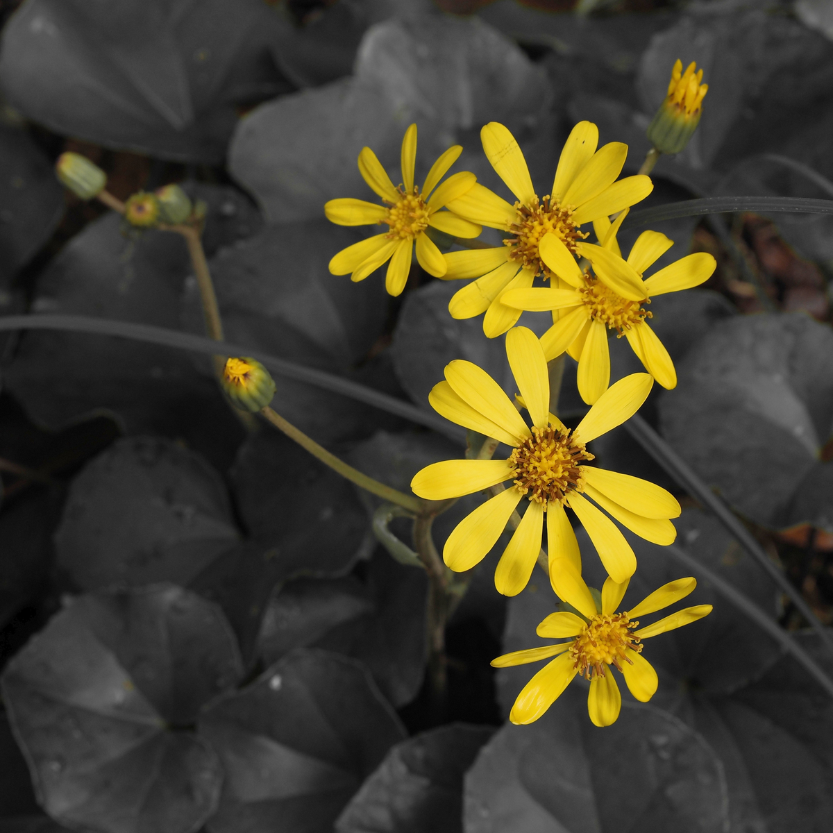 f:id:Fromkamigoto60s:20211112070127j:plain