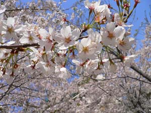 f:id:Fuetaro:20050409210607:image f:id:Fuetaro:20050409210607:image