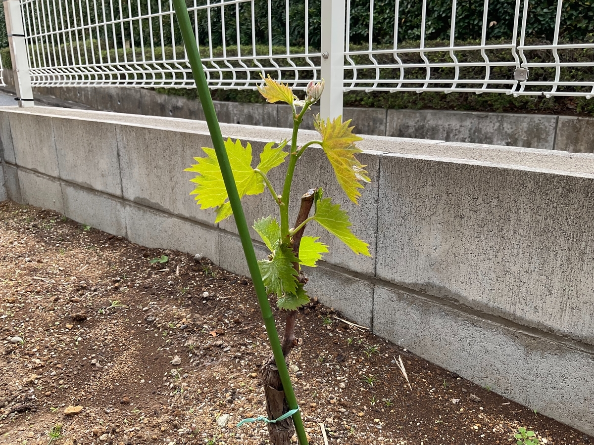 f:id:Fuji-Minoru:20210406235144j:plain