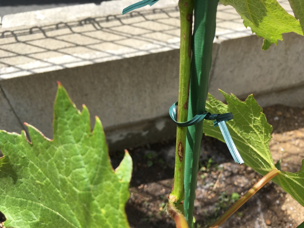 f:id:Fuji-Minoru:20210424153032j:plain