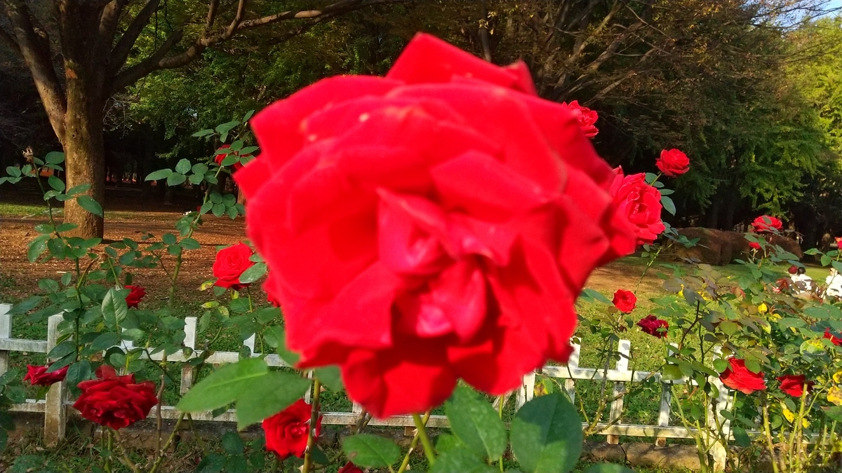 f:id:FujiYama:20220219222548j:plain