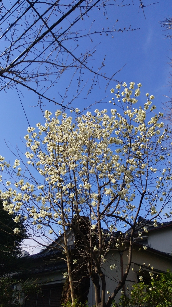 f:id:FujiYama:20220322174920j:plain