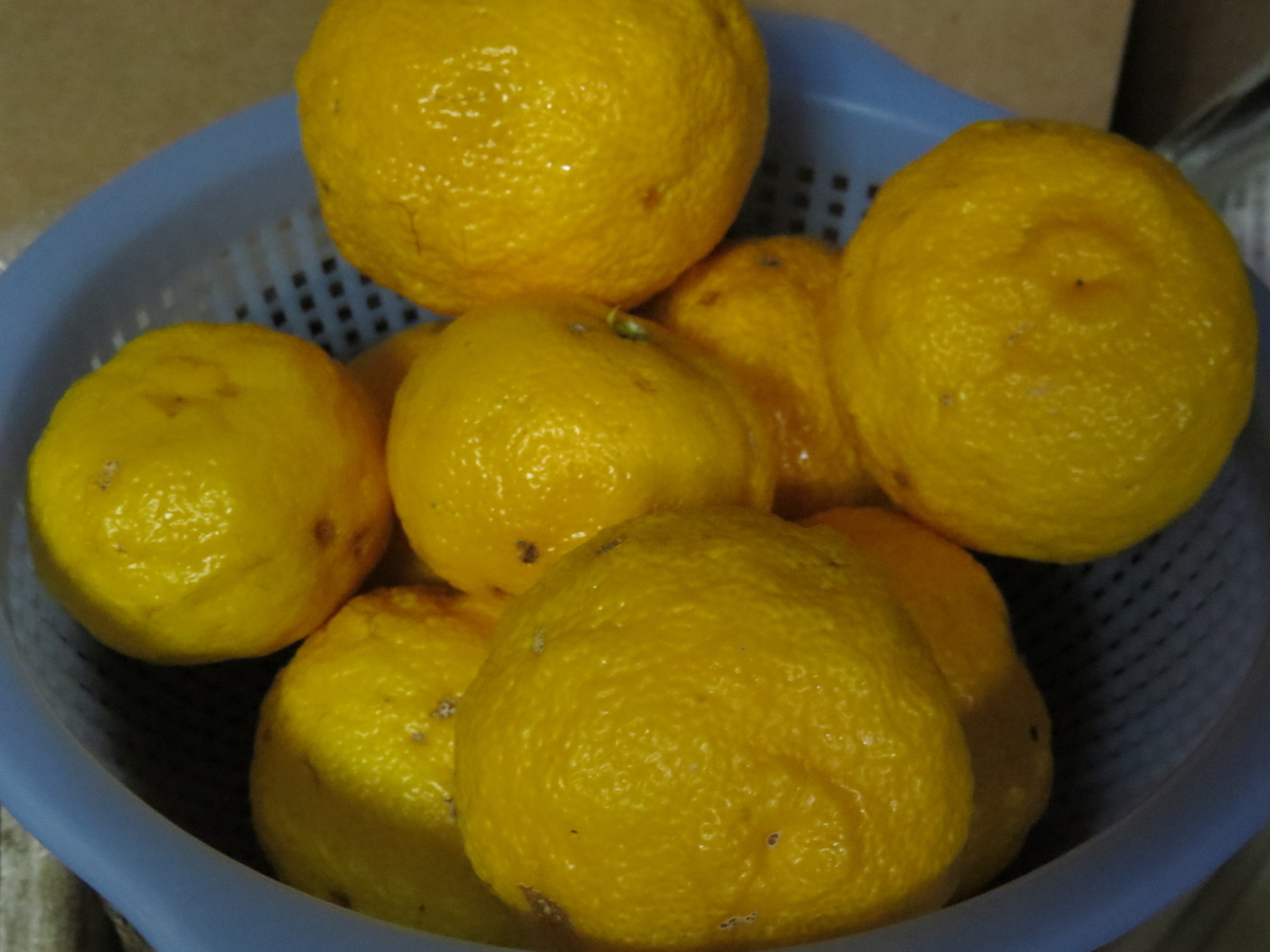 f:id:Fujinoshizenen:20191227101237j:plain