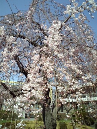 f:id:FukeGaO:20080322133329j:image