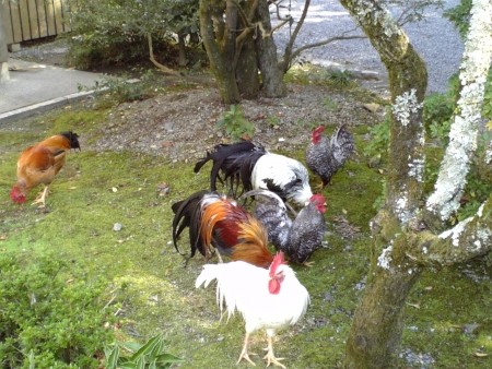 f:id:FukeGaO:20091102115433j:image
