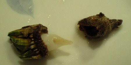 f:id:FukeGaO:20100307202049j:image