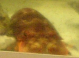 f:id:FukeGaO:20100307204655j:image