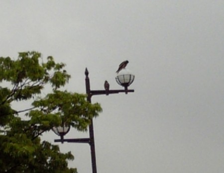 f:id:FukeGaO:20100618091608j:image