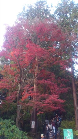 f:id:FukeGaO:20121124142649j:image