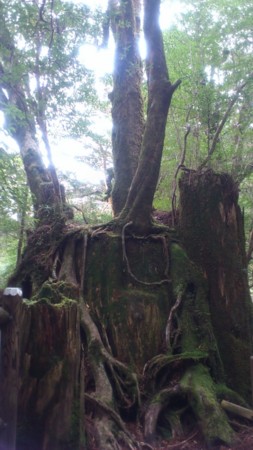 f:id:FukeGaO:20130303133359j:image