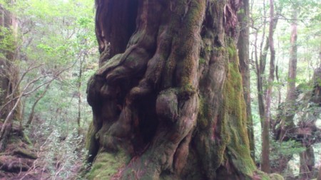 f:id:FukeGaO:20130303134803j:image