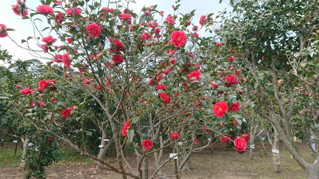 f:id:FukeGaO:20190321201305j:plain