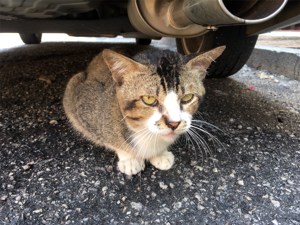 f:id:Fukuneko:20170814235324j:image