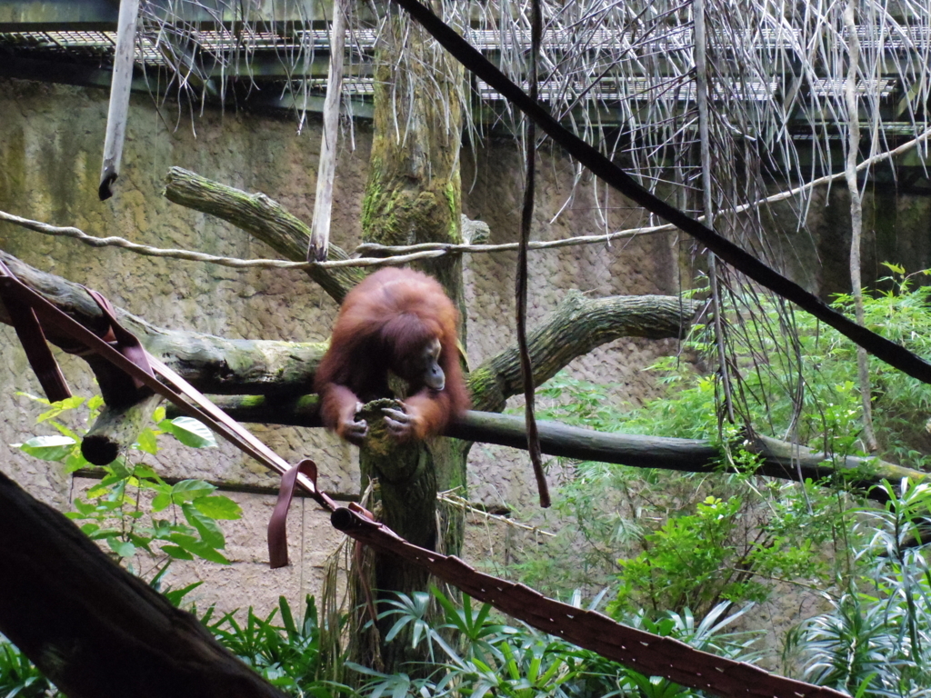 f:id:Fukuneko:20180201213236j:plain