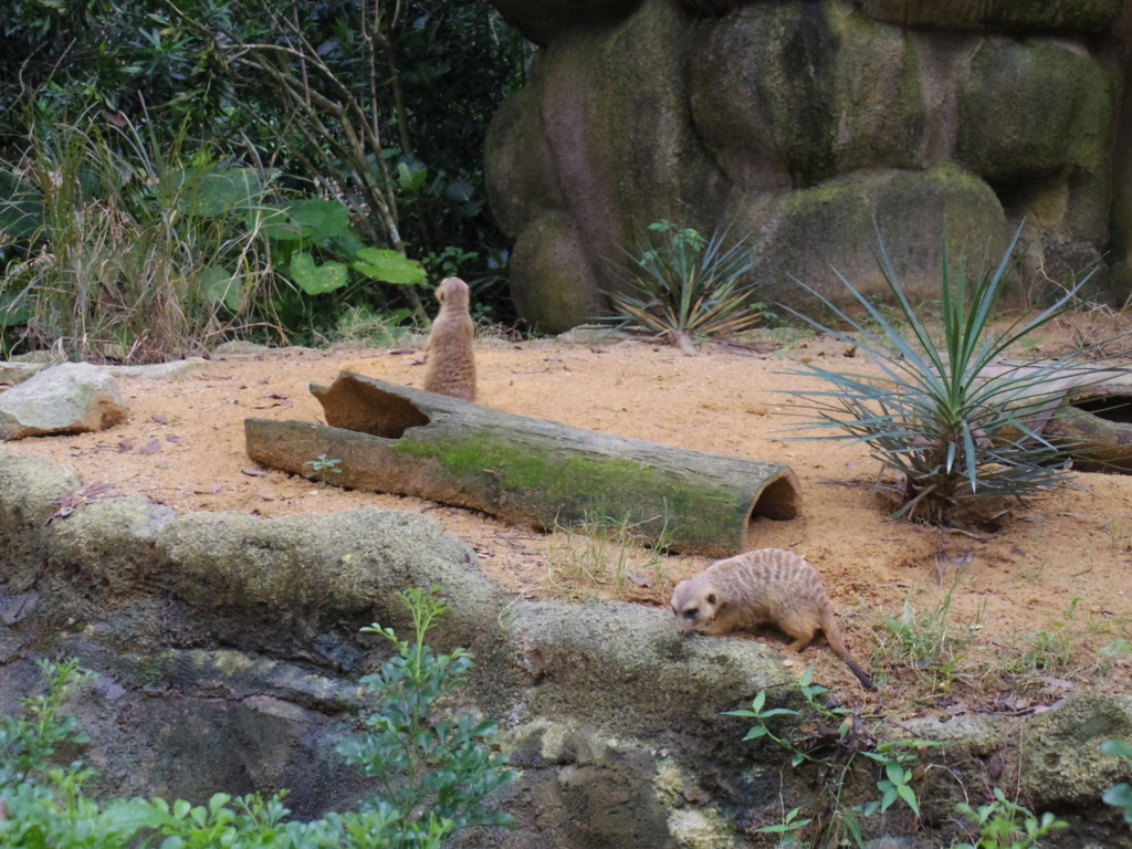 f:id:Fukuneko:20180201213440j:plain