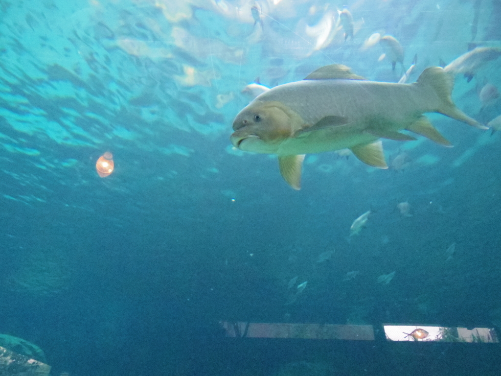 f:id:Fukuneko:20180201214203j:plain