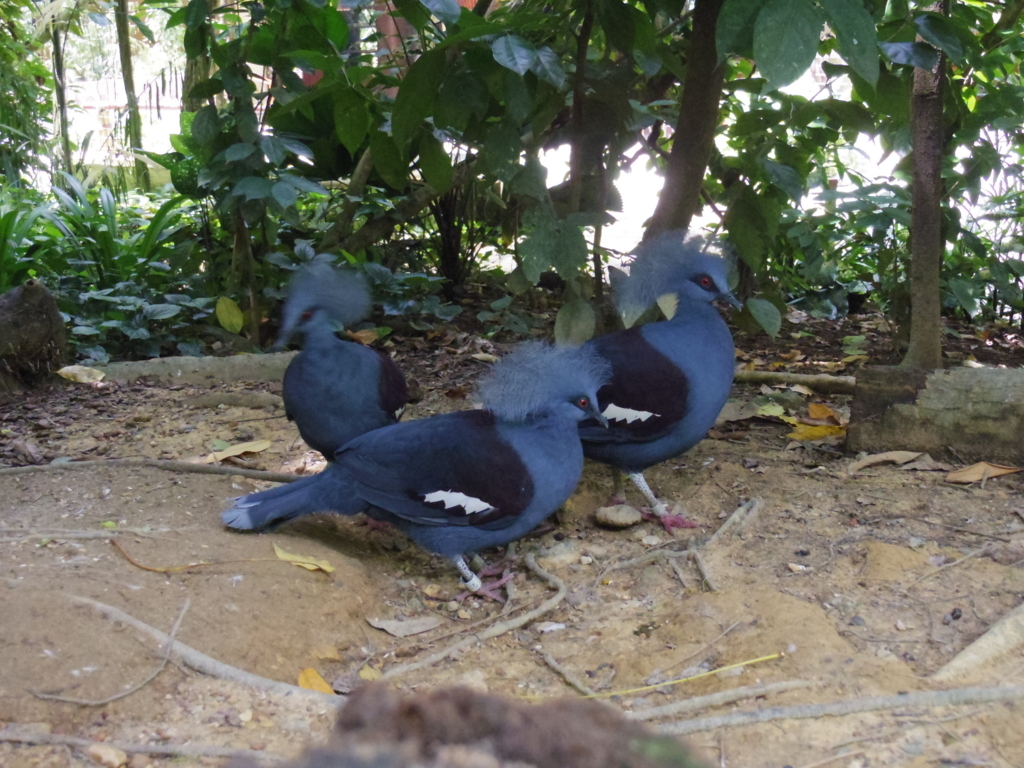 f:id:Fukuneko:20180201215218j:plain