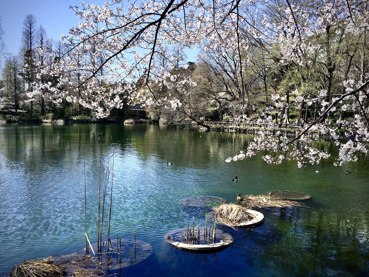 f:id:Fukuneko:20200325213838j:plain