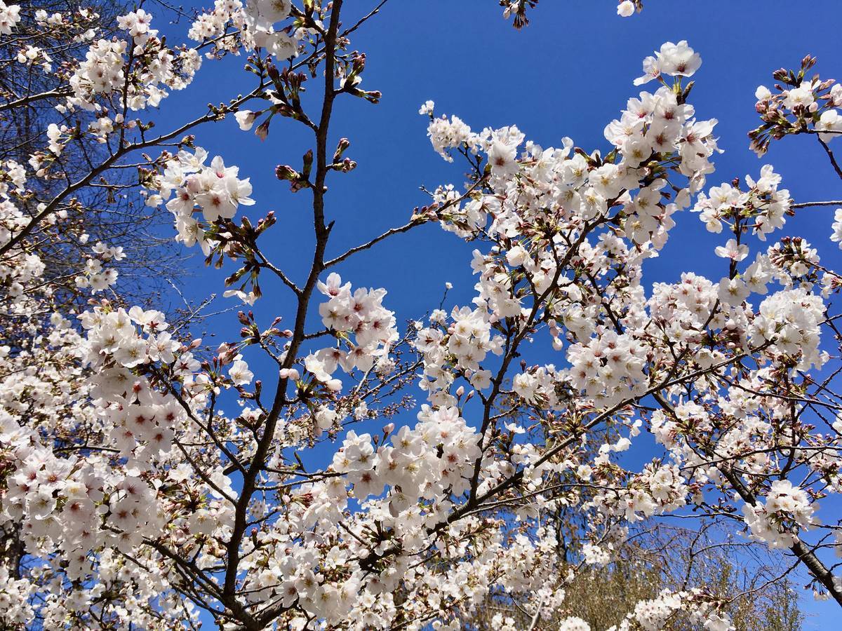 f:id:Fukuneko:20200325214134j:plain