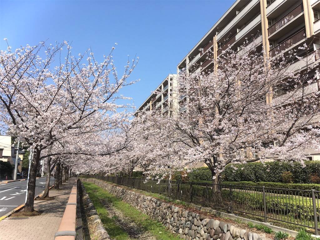 f:id:Fukuneko:20260329103339j:image