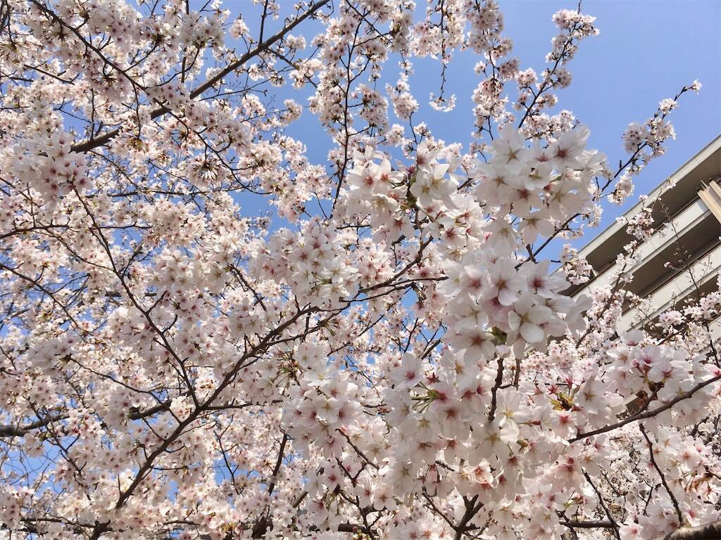 f:id:Fukuneko:20260329103346j:image