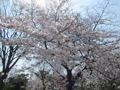 f:id:FukuokaSC:20190329213853j:plain