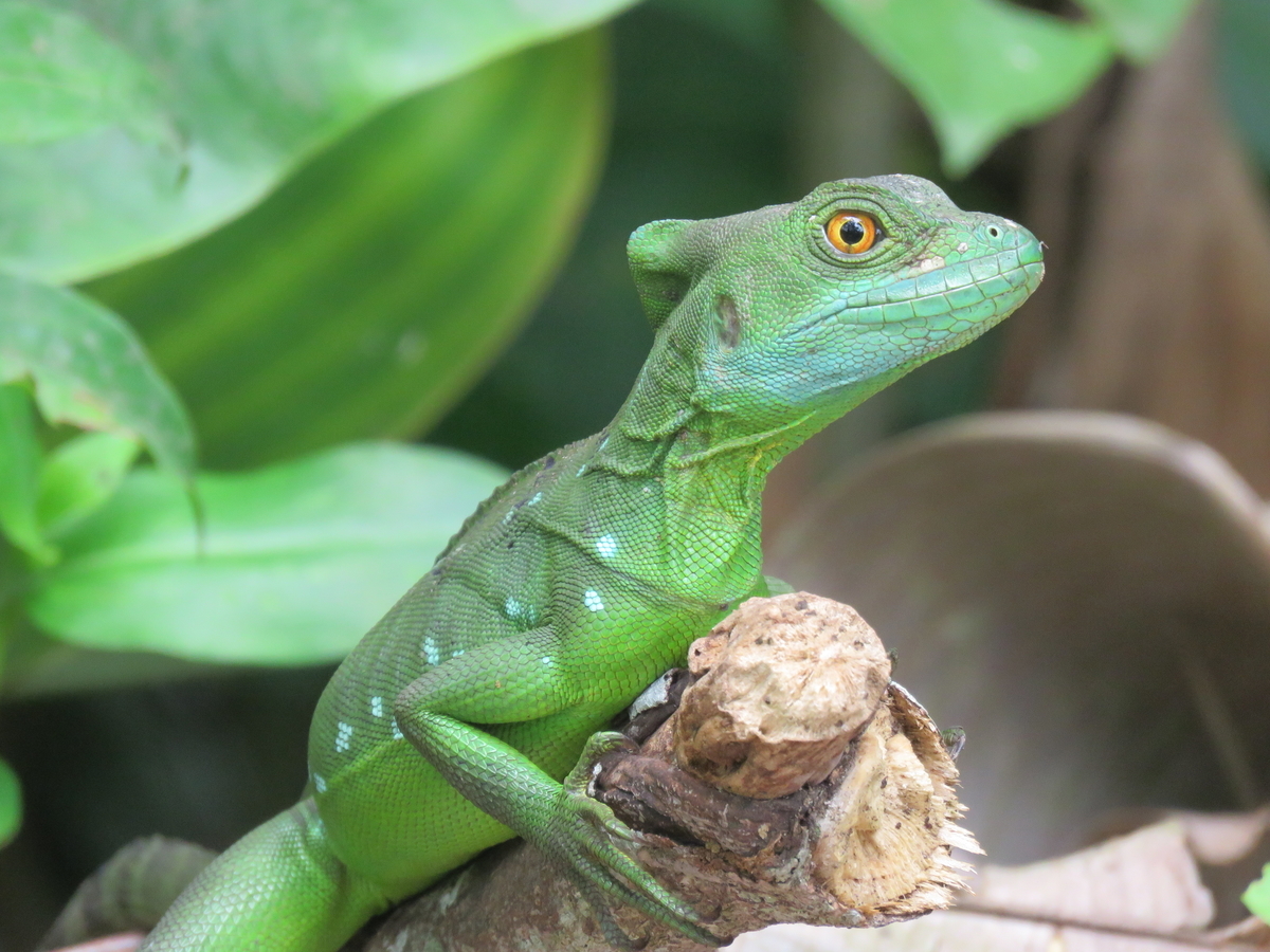 忍者トカゲ コスタリカの珍獣 バシリスクを紹介 Fukurou旅行記