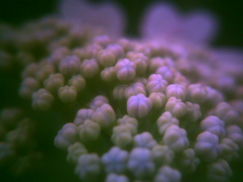 f:id:Full2yn:20090525105534j:image