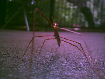 f:id:Full2yn:20090731002551j:image