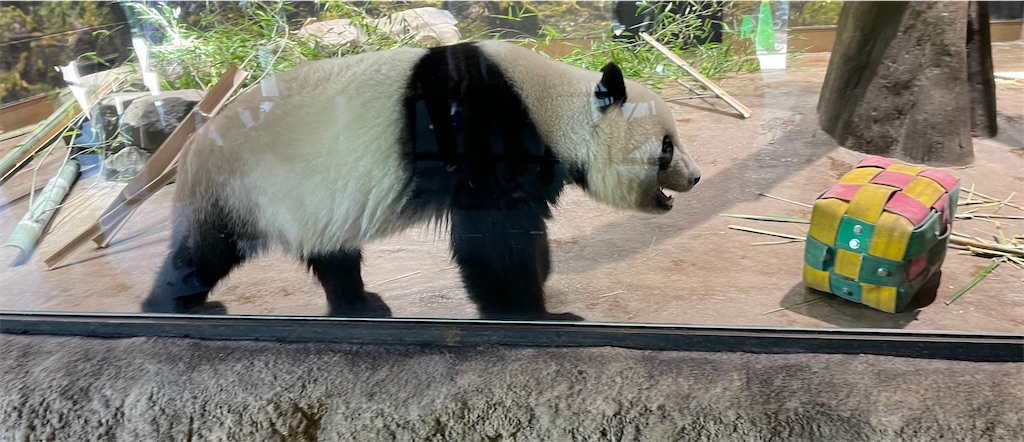 f:id:Fumirp0924:20251231204607j:image f:id:Fumirp0924:20251231204607j:image