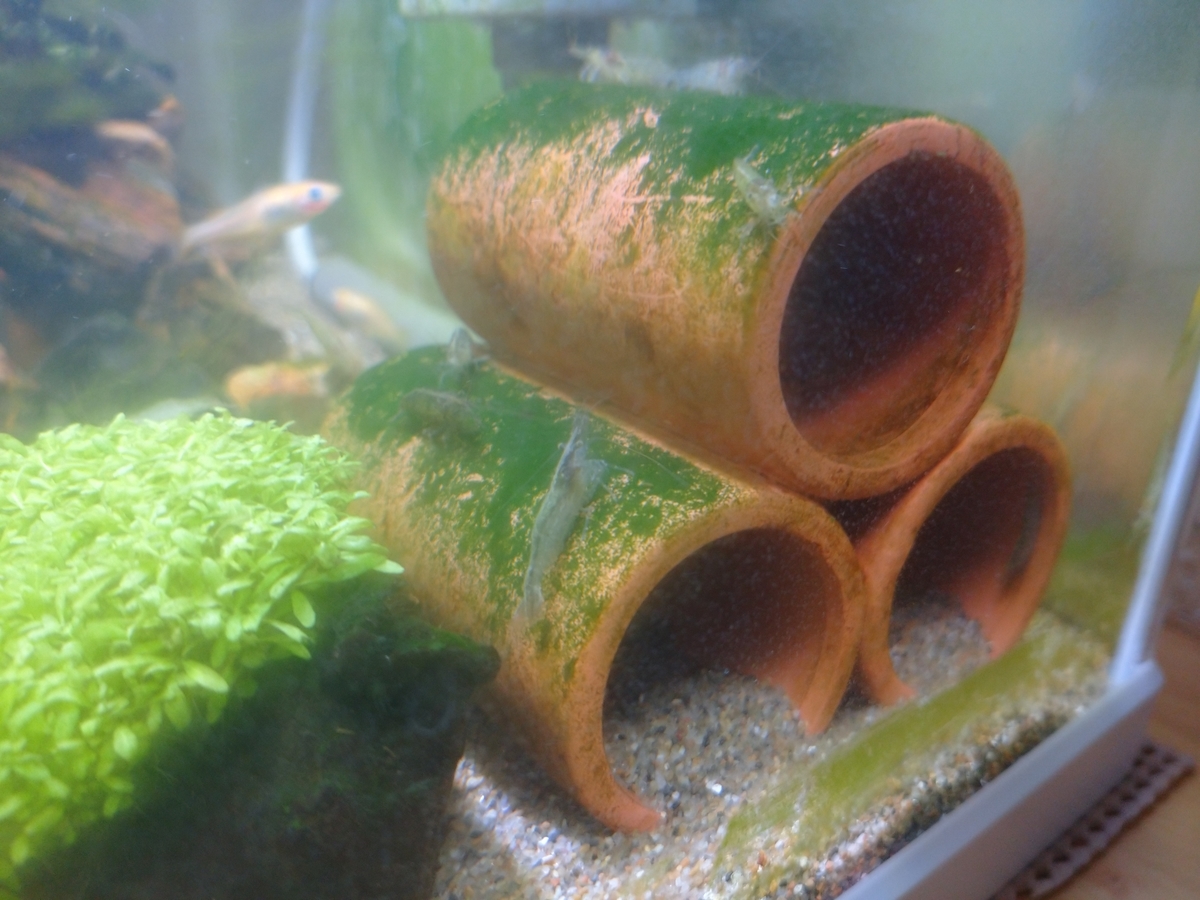 レッドチェリーシュリンプとは 動植物の人気 最新記事を集めました はてな