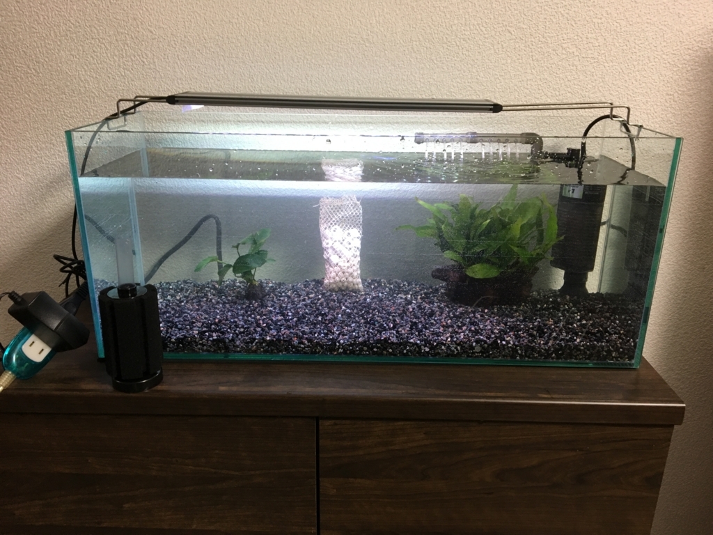 60 スリム 水槽 金魚